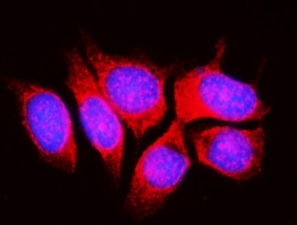 a02901 1 rpl11 primary antibodies if testing 5