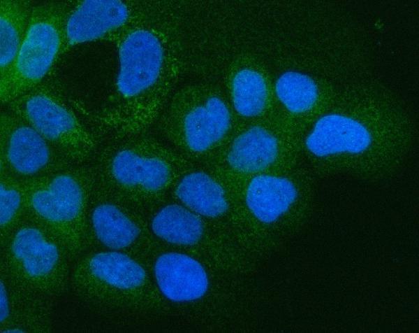 a02902 1 itga3 primary antibodies if testing 5