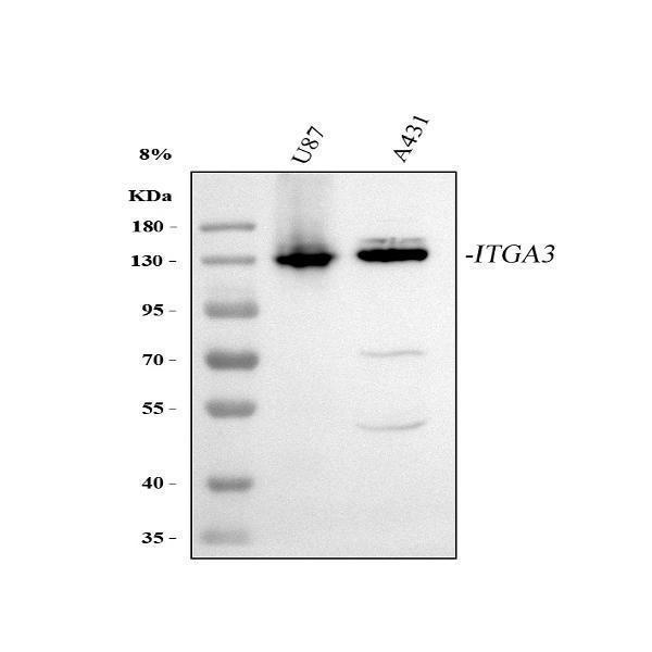  Western blot analysis of Integrin Alpha 3/ITGA3 using anti-Integrin Alpha 3/ITGA3 antibody (A02902-1)