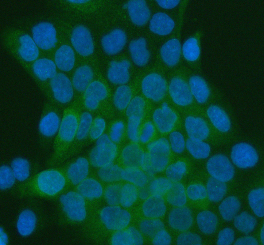 a02902 integrin alpha 3 primary antibodies if testing 1