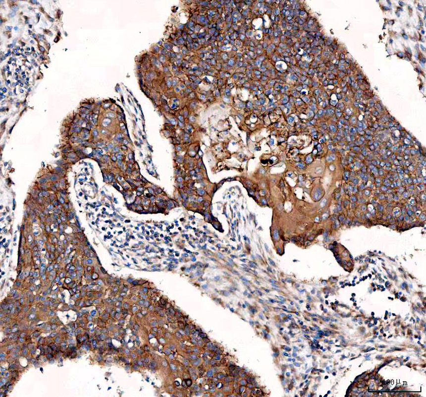 a02902 integrin alpha 3 primary antibodies ihc testing 2
