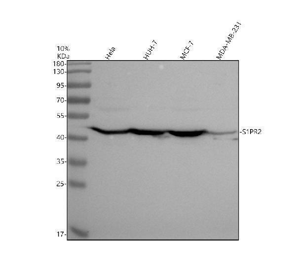a02904 2 s1pr2 primary antibodies wb testing 1_1