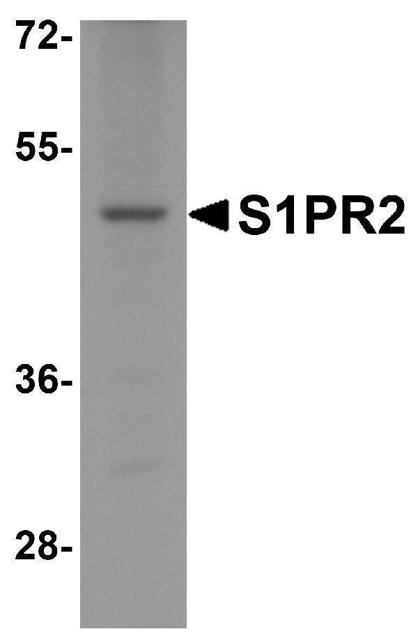 a02904 s1pr2 primary antibodies wb testing 1
