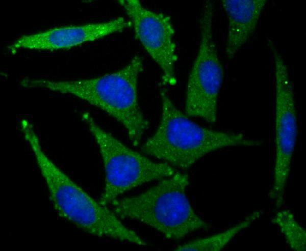 ICC staining GluR2 in SH-SY5Y cells (green)