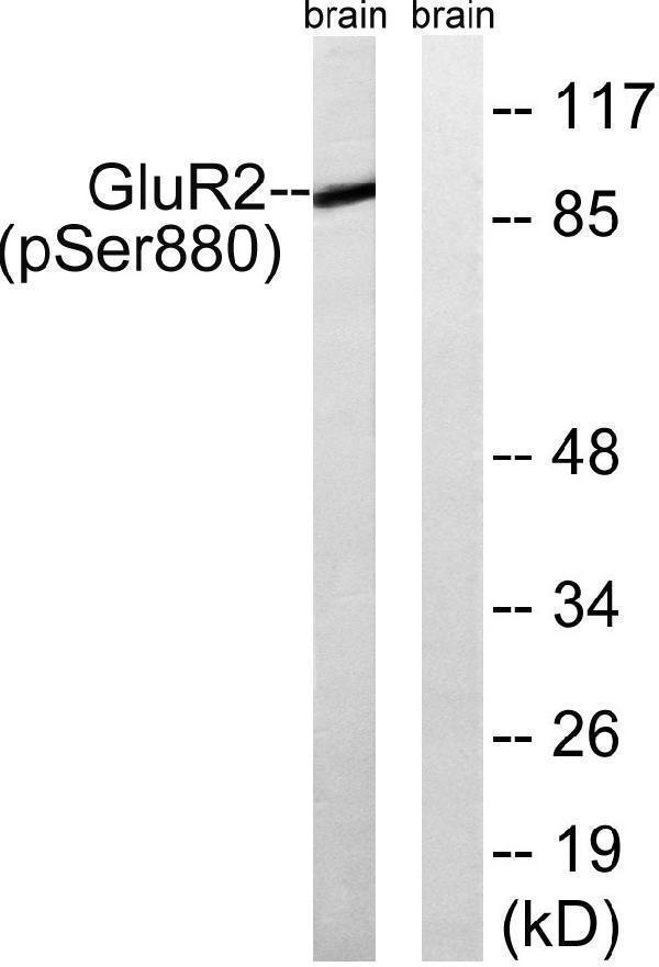 Western blot analysis of lysates from mouse brain, using GluR2 (Phospho-Ser880) Antibody
