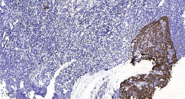 Immunohistochemical analysis of paraffin-embedded human tonsil
