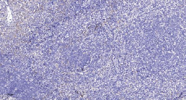 a02911 rab6a primary antibodies ihc testing 1