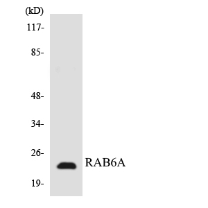 Western blot analysis of the lysates from HT-29 cells using RAB6A antibody