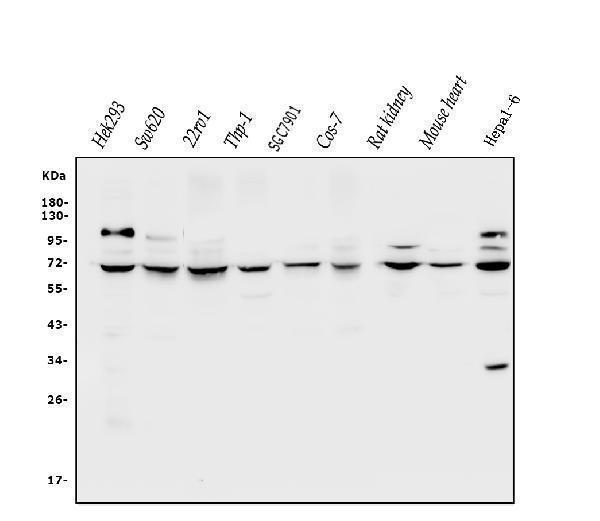a02912 2 clpb primary antibodies wb testing 1_1
