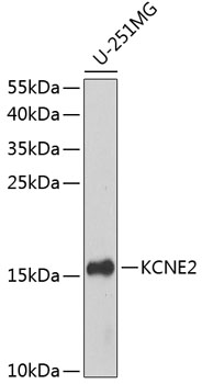 Western blot analysis of extracts of U-251MG cells, using KCNE2 antibody  at 1:1000 dilution