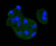 ICC staining MEK3 in Hela cells (green)