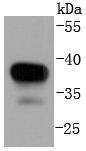 Western blot analysis of MEK3 on Hela lysates using anti-MEK3 antibody at 1/1,000 dilution