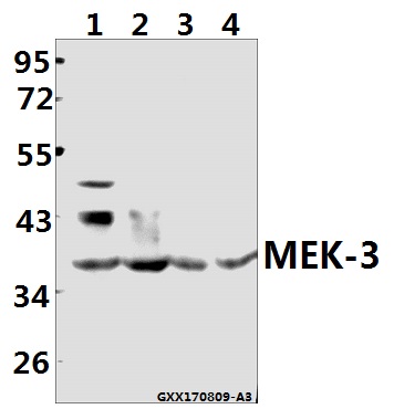 a02916s183 map2k3 primary antiboties wb testing 1