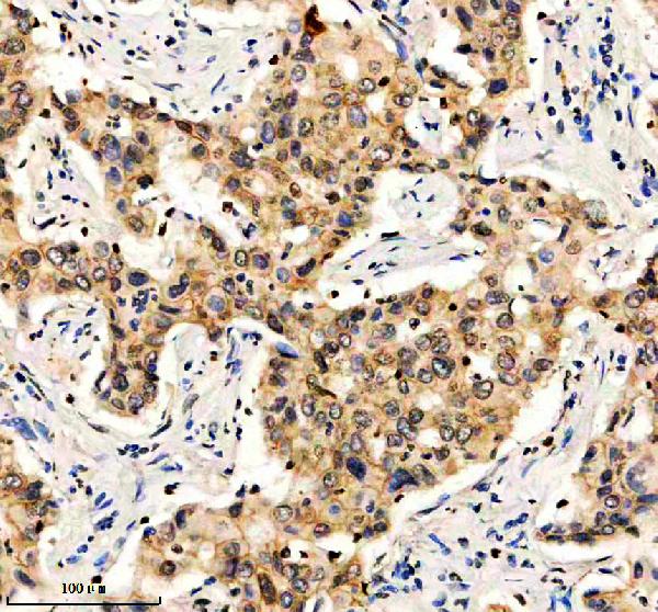 a02919 nrip1 primary antibodies ihc testing 2
