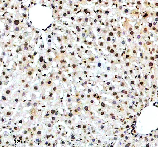 a02919 nrip1 primary antibodies ihc testing 3