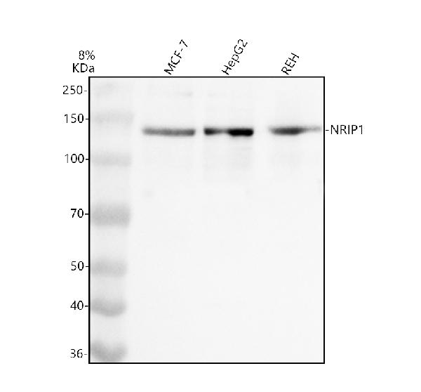 a02919 nrip1 primary antibodies wb testing 1