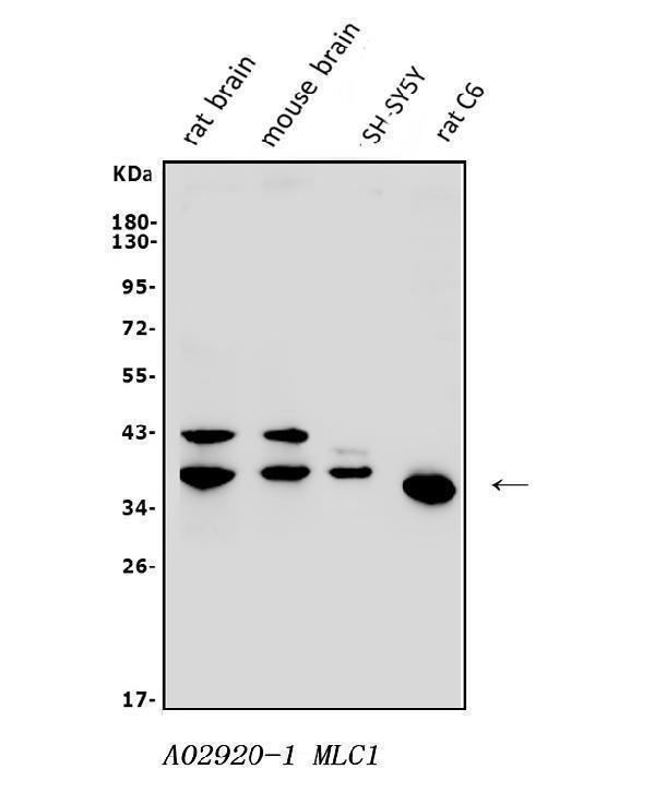 a02920 1 mlc1 primary antibodies wb testing 1