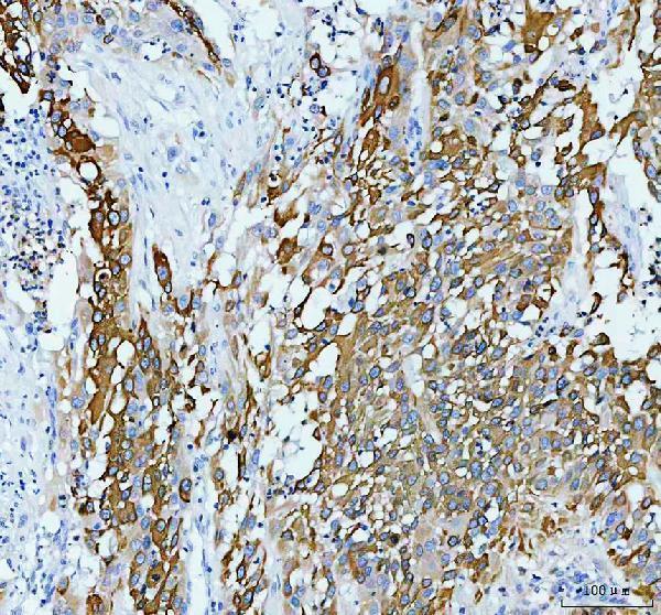 a02922 2 agr2 primary antibodies ihc testing 4