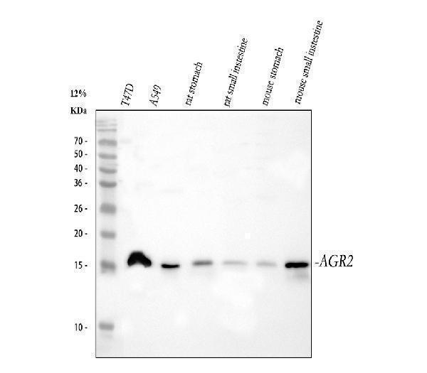 a02922 2 agr2 primary antibodies wb testing 1