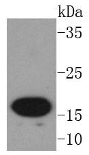 Western blot analysis of AGR2 on MCF-7 cells lysates using anti-AGR2 antibody at 1/1,000 dilution