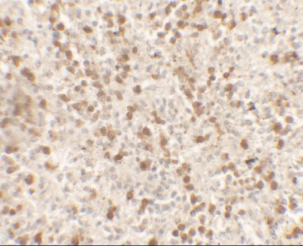 a02925 1 il9 primary antibodies ihc testing 4