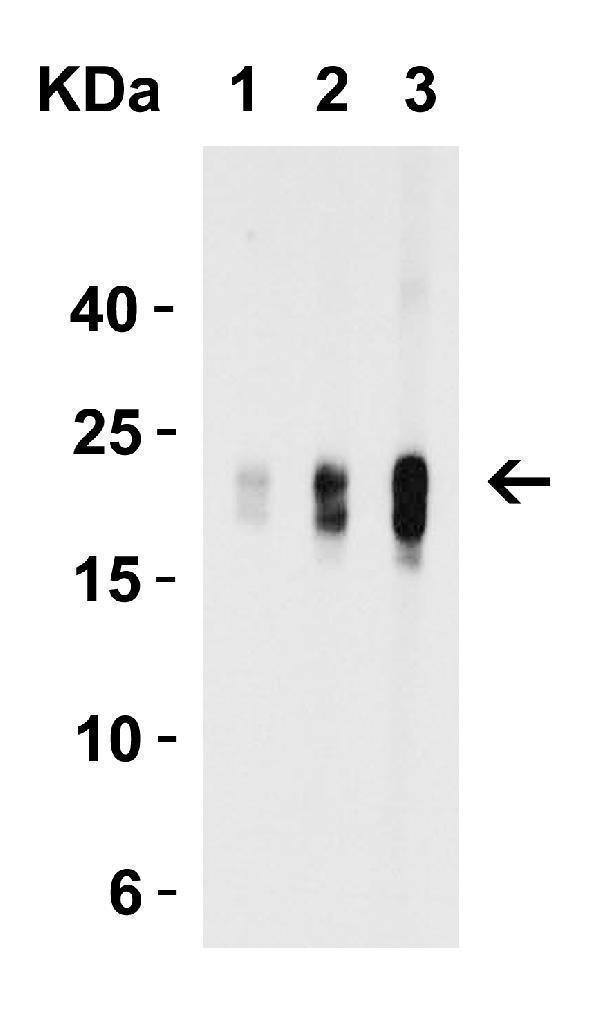 Western Blot Validation with Recombinant Protein
Loading: 30 ng of human IL-9 recombinant protein per lane