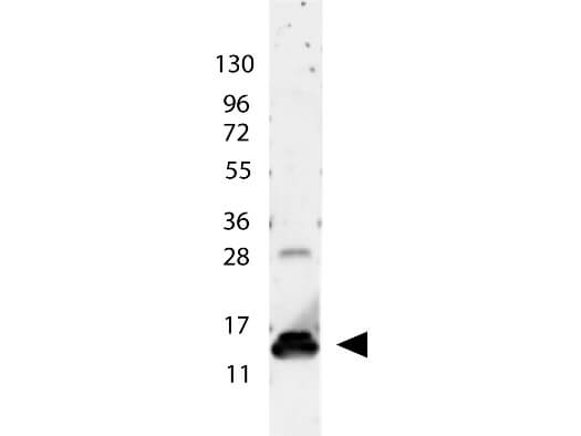 Boster's anti-Human IL-9 antibody shows detection of a band ~15 kDa in size corresponding to recombinant human IL-9