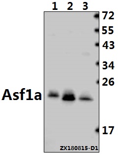 a02926 asf1a primary antiboties wb testing 1