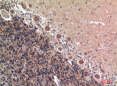 a02927 2 rsad2 primary antibodies ihc testing 1