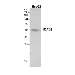 Western Blot analysis of HepG2 cells using RSAD2 Polyclonal Antibody