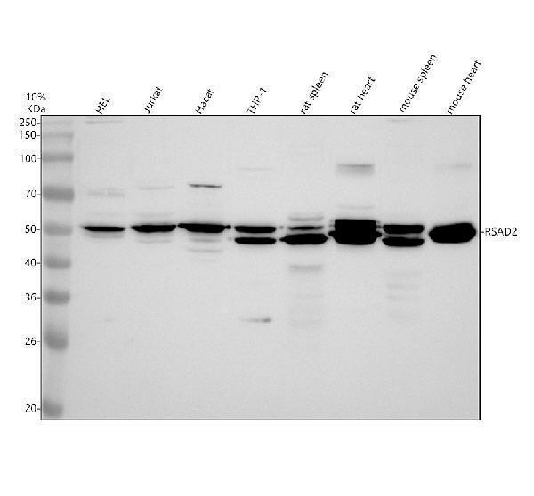 Western blot analysis of RSAD2 using anti-RSAD2 antibody (A02927-3)