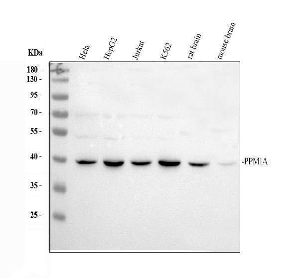 a02928 1 ppm1a primary antibodies wb testing 1