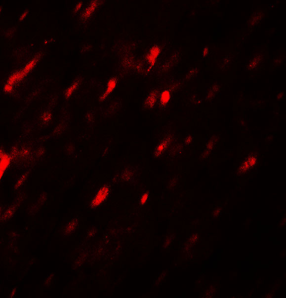 Immunofluorescence of ANGPTL3 in rat heart tissue with ANGPTL3 antibody at 20 μg/mL