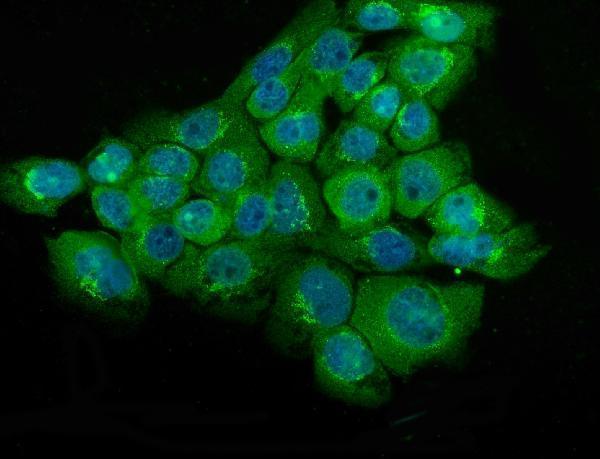 a02930 nse primary antibodies if testing 7
