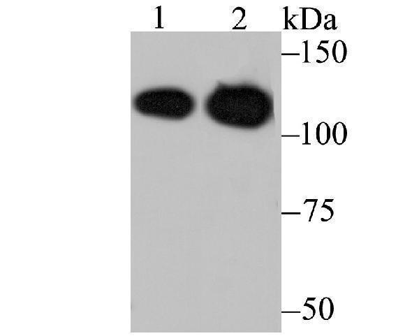 a02931 1 matr3 primary antiboties wb testing 1
