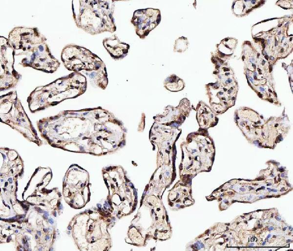 a02931 2 matr3 primary antibodies ihc testing 4