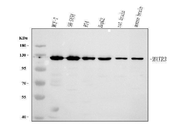 a02931 2 matr3 primary antibodies wb testing 1