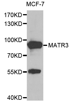 a02931 matr3 primary antiboties ihc testing 3