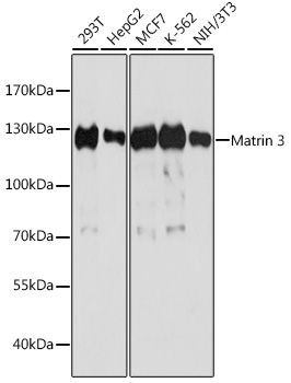 a02931 matr3 primary antiboties wb testing 1