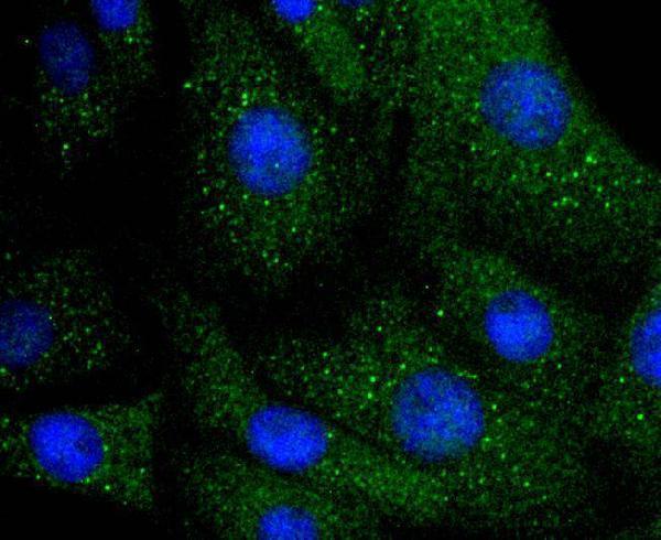 a02932 1 ilk primary antiboties icc testing 2