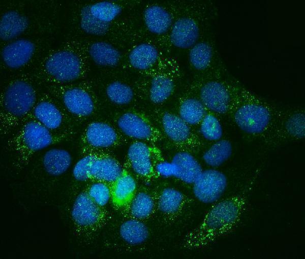 a02932 2 ilk primary antibodies if testing 5
