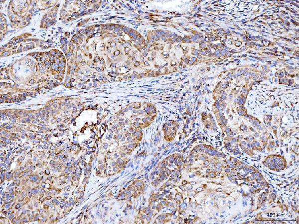 a02932 2 ilk primary antibodies ihc testing 3