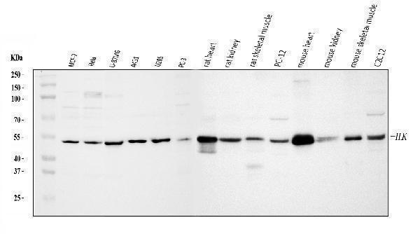 a02932 2 ilk primary antibodies wb testing 1_1