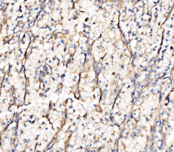 a02932 3 ilk primary antibodies ihc testing 5