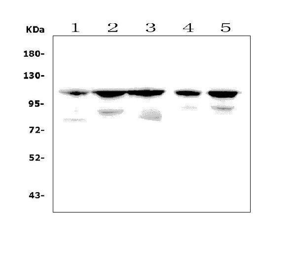 a02933 1 ppargc1b primary antibodies wb testing 1