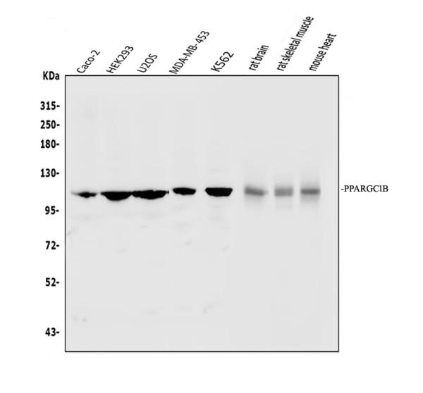 a02933 1 ppargc1b primary antibodies wb testing 1_1