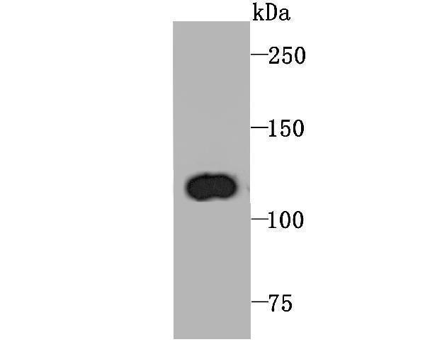 Western blot analysis of PGC1 beta on rat spleen tissue lysate using anti-PGC1 beta antibody at 1/1,000 dilution