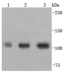 Western blot analysis of PGC1 alpha+beta on different lysates using anti-PGC1 alpha+beta antibody at 1/1,000 dilution