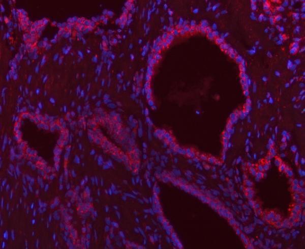 a02934 1 sco1 primary antibodies if testing 11