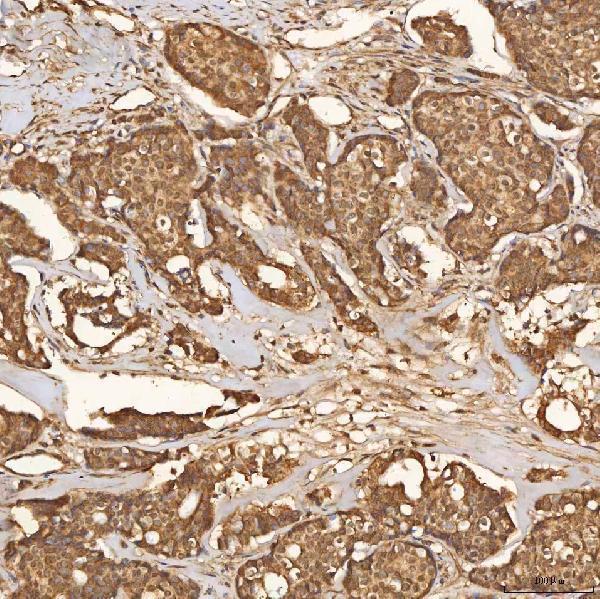  IHC analysis of SCO1 using anti-SCO1 antibody (A02934-1)